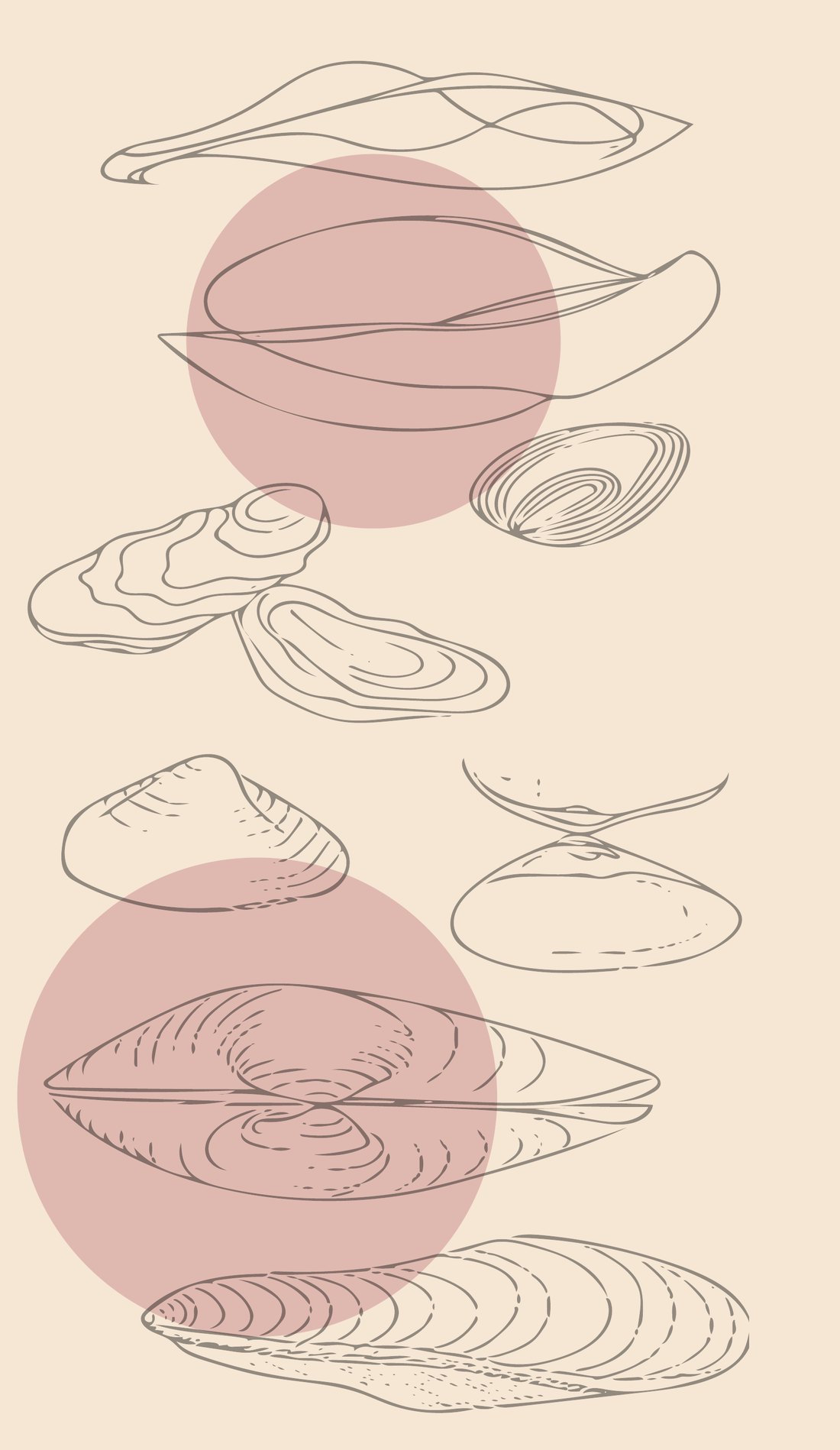 Line-drawn form studies of shell and clam shapes